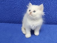 Yeni Yuvasına Gitmeye Hazır Longhair British Ponçik