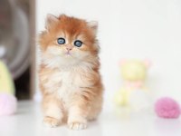Altın Parlaklığında Golden British Longhair