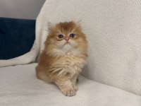 Golden British Longhair