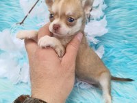 Teacup chihuahua bebeklerimiz