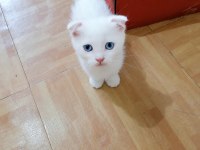Scottish longhair yavrular 2 dişi 2 erkek