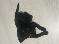 Aşıları tam 3.5 aylık dişi pug