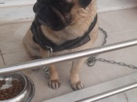 Pug 2.5 Yaşında