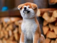 Japon Akita Yavruları Sağlık ve Irk Garantili 