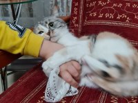 Kedimiz Şifa mıza yeni bir yuva arıyoruz