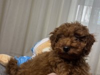 Toy poodle köpeğimiz