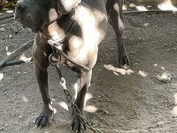 1 yaşında hamile cane corso