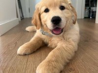 Bebek Gibi Golden Retriever