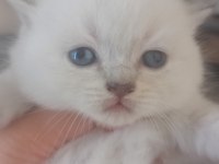 Scottish fold dişi ve erkek yavrular