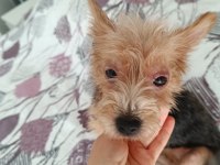 Dişi 1 Yaşında Köpeğimiz