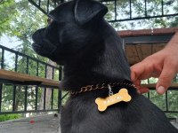 Siyah pug Pascal için yuva arıyoruz