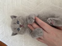 British shorthair yavrular
