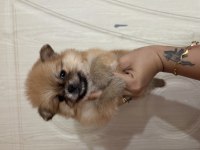 Tatlı pomeranian ayıcıklar