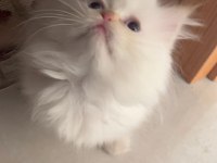 Safkan Persian Egzotik Longhair