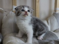 4 adet birbirinden güzel scottish fold yavruları