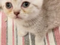Yavru kedi sahiplendirme scottish fold