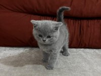 British shorthair 3 aylık yavru