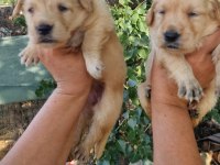 Baby face orjinal golden yavrular