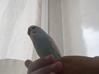 Ele kola alışık erkek 3 aylık muhabbet kuşu