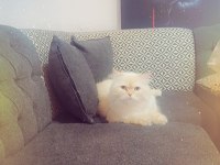 British shorthair beyaz