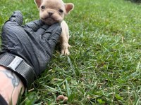 Oyuncu french bulldog bebekler
