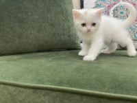 Pamuk Prenses British Shorthair