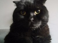 ismi paşa scottish fold