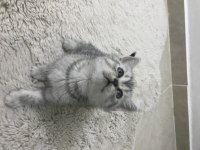 Sevimli british shorthair kedimiz