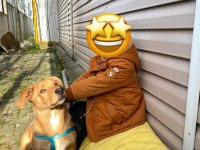 1 yaşında çipli aşılı erkek labrador