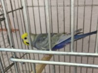 Rainbow muhabbet kuşu