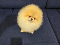 Mikro pomeranian dişi 7 aylık