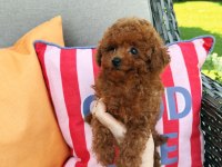ruhsatlı çiftlikde ziyarete açık kore toy poodle