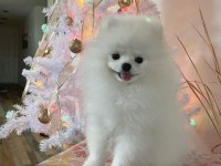 Pomeranian boo Yavru Eğitimli