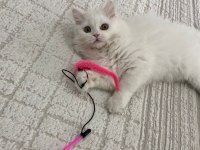 British longhair yavrumuza yuva arıyoruz
