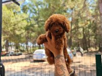 Toy poodle köpeği