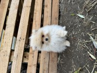 Anne altından pomeranian boo