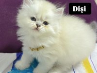 Yeni yuvalarını gitmeye hazır british shorthair