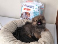 Mini Boy A Kalite Pomeranian Yavrumuz