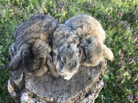 Mini lop tavşanı bebeklerimiz