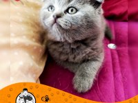 Scottish Fold Blue