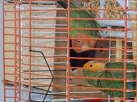 Genç çift sağlıklı sevda papağanlar