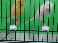 ORİJİNAL SAFKAN LANKŞAYIR TAKIM KANARYA