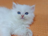 İran persian erkek yavru