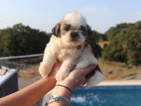 Sevimli Shih Tzu Yavrusu Sağlıklı, Erkek ve Dişi