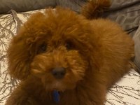 Poodle 4 Aylık erkek Red Brown