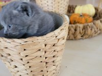 Yavru British Shorthair
