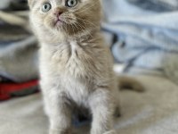 Saf kan minnoş scottish fold yavrum