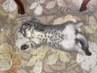 British shorthair yavrular