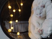 7 aylık scottish fold