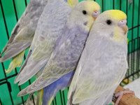 Rainbow muhabbet kuşu yavruları